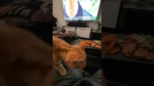Ce chat va-t-il voler mon dîner ?