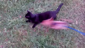 Affrontement : Chihuahua vs Chat Noir