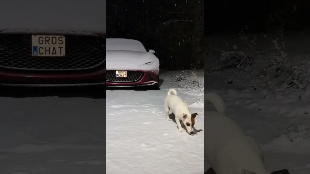 Seul le Jack Russell AIME la neige ! 🤣