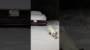 Seul le Jack Russell AIME la neige ! 🤣
