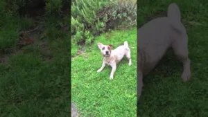 Lance la balle Jack Russell
