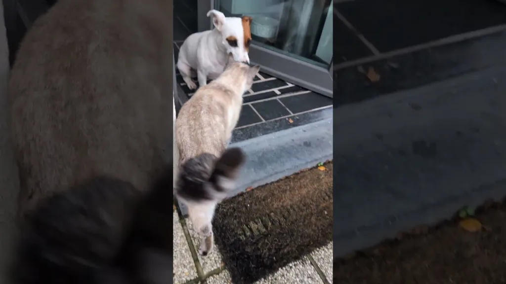 L'incroyable Belle amitié entre chien et chat abandonné !