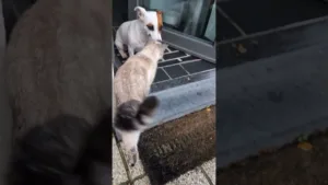 L'incroyable Belle amitié entre chien et chat abandonné !