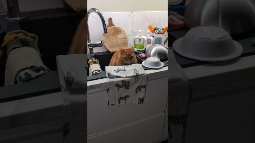 Quoi prendre un bain 🙀 !! Trop drôle ce chat 😹