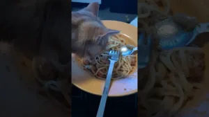 Le Chat DÉVORE les Spaghettis !