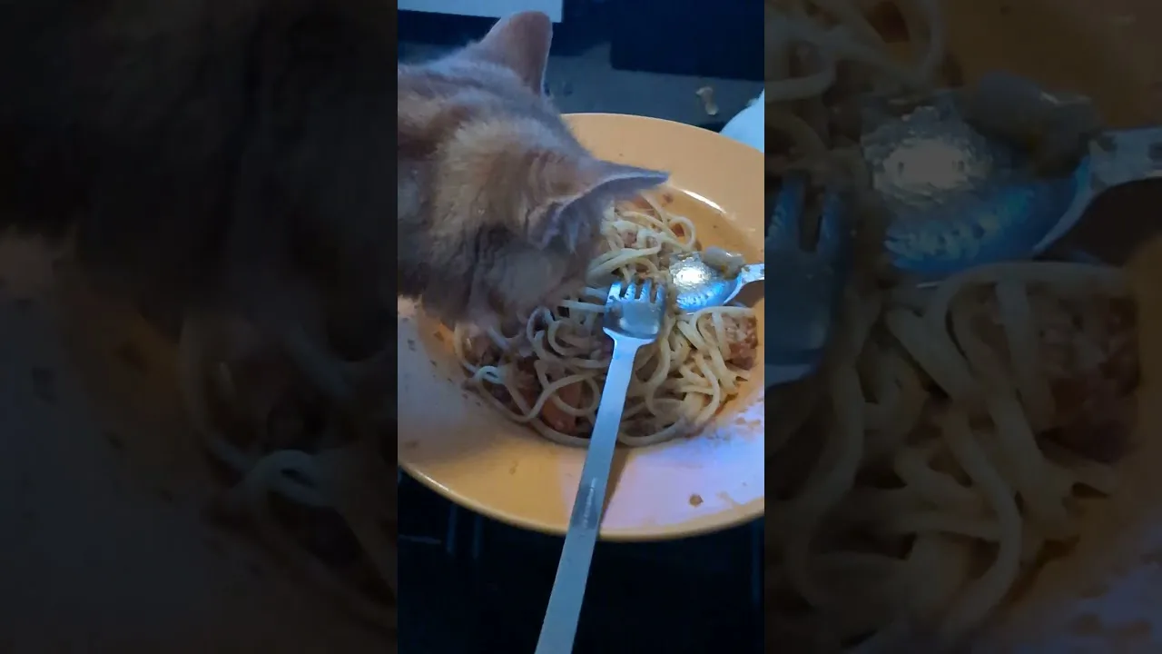 Le Chat DÉVORE les Spaghettis !