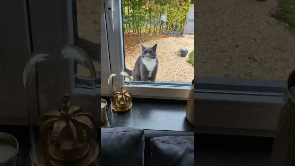 La visite de ce chat va vous surprendre !