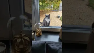 La visite de ce chat va vous surprendre !