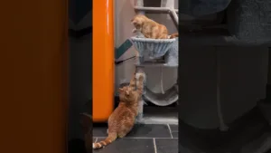 Chat roux vs Chaton roux - Qui Gagne? 🤣😹 #chat #drôle #viral