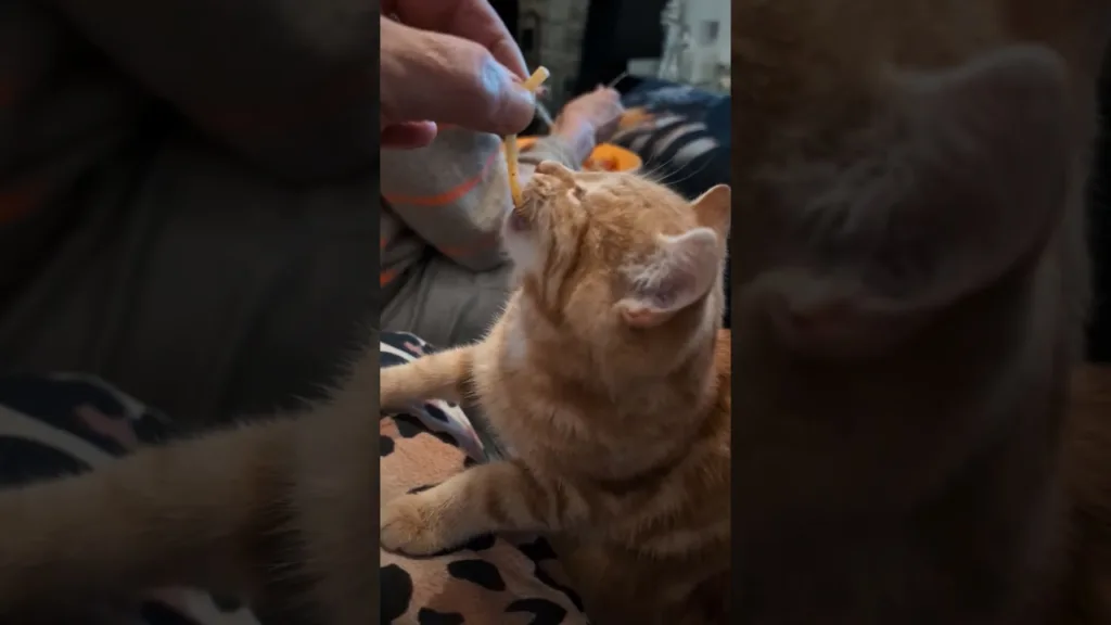 Regardez ce chaton avec les Spaghettis !