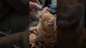 Regardez ce chaton avec les Spaghettis !