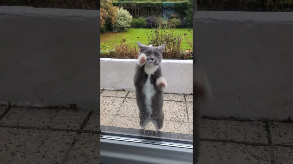 Pourquoi ce mignon petit chat veut-il rentrer ?