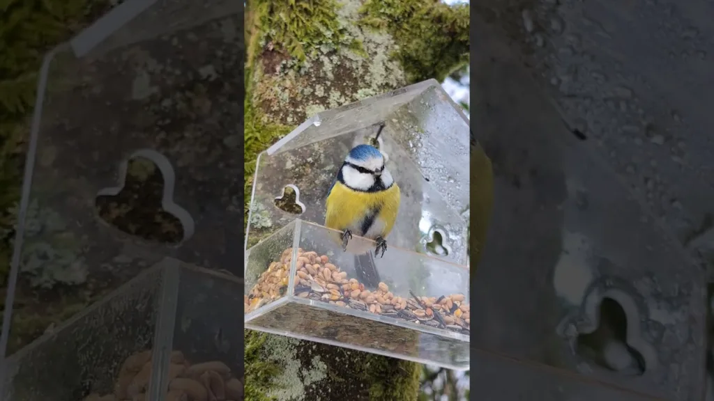 Une jolie petite mésange bleu dit bonjour 🥰
