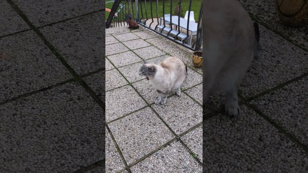 Ce mignon petit chat sauvé de l'abandon !