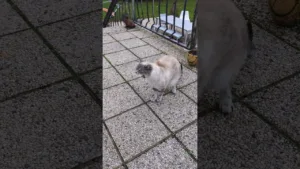 Ce mignon petit chat sauvé de l'abandon !