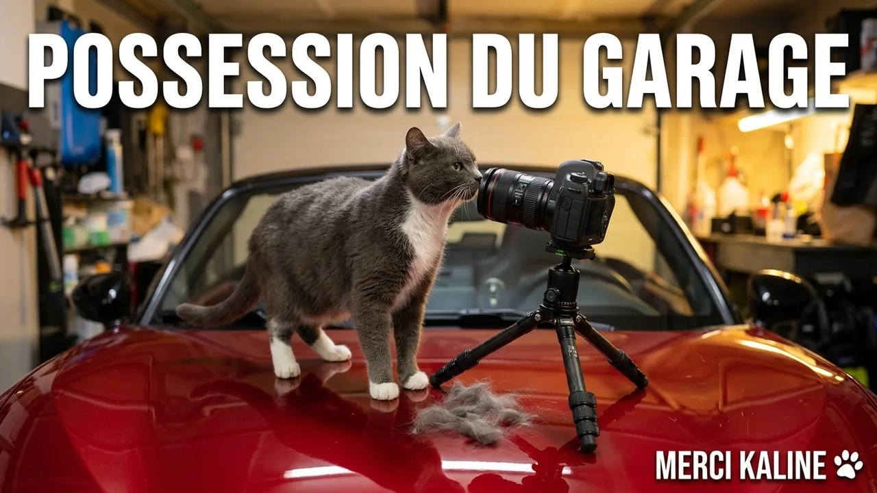 Mon chat Kaline prend possession de ma voiture 🤣
