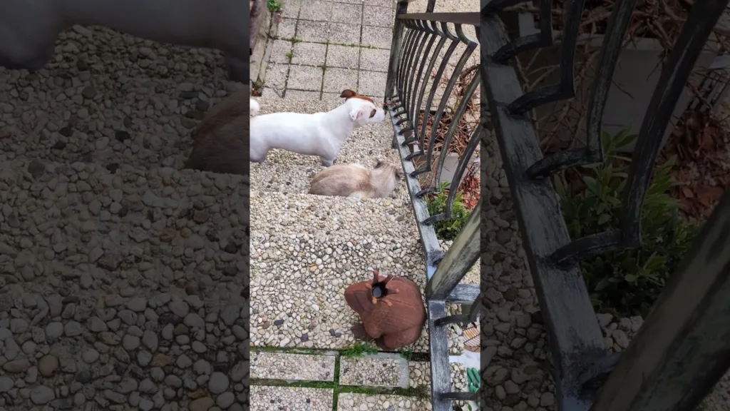 Magnifique amitié entre un chien et un chat !