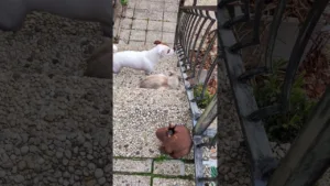 Magnifique amitié entre un chien et un chat !