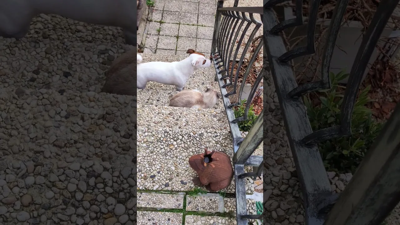 Magnifique amitié entre un chien et un chat !