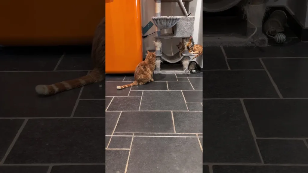 Deux chat roux, une même énergie 🧡 #cats #tabby