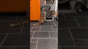 Deux chat roux, une même énergie 🧡 #cats #tabby