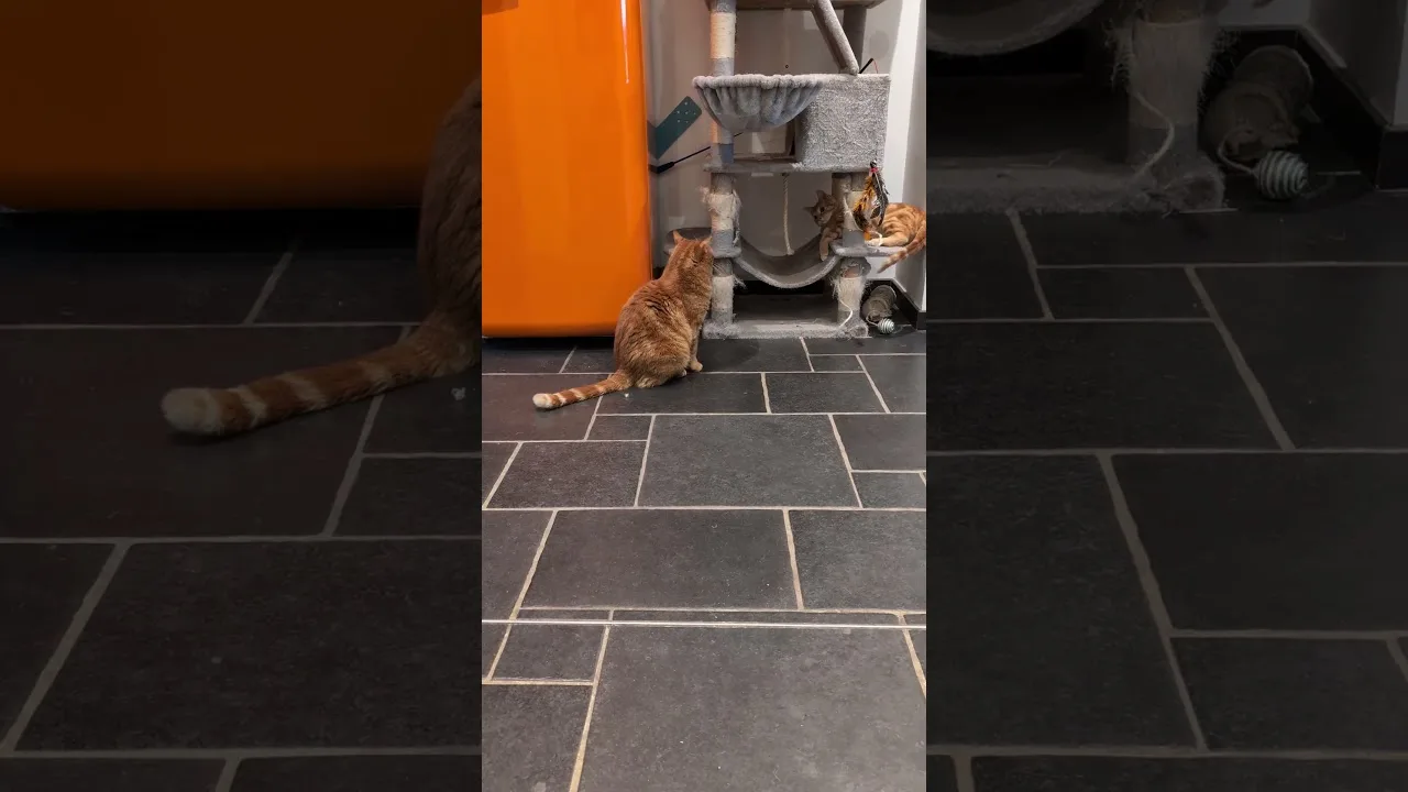 Deux chat roux, une même énergie 🧡 #cats #tabby
