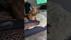 Ce que le chat veut VRAIMENT attraper !