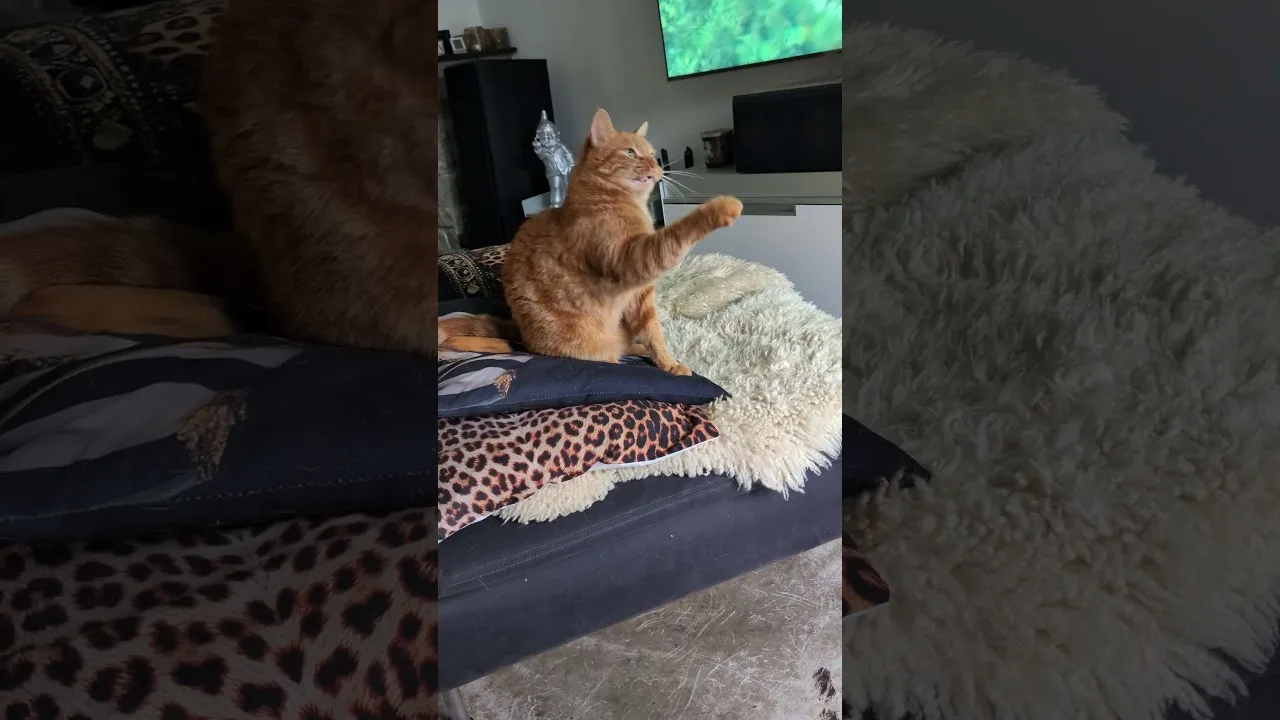 Ce que le chat veut VRAIMENT attraper !
