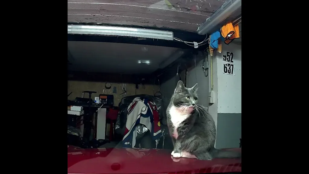 Ce chat se croit chez lui dans mon garage 😹 #dashcam #chat #viral