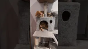 Ce chaton roux va vous faire rire ! 🤣