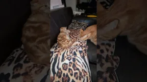première rencontre petit vs gros Chat 🐱