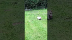 Impossible de le calmer avec ce ballon 🐾 #dog #shorts