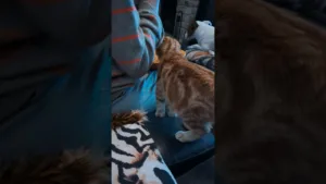Un chaton peut-il résister à la tentation des spaghettis ?