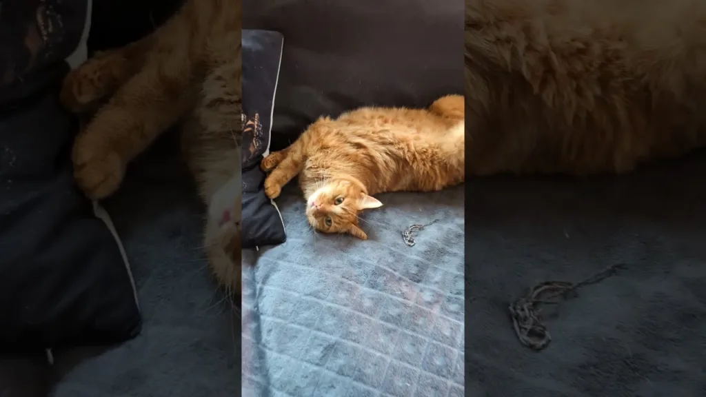 Pourquoi ce chat refuse de bouger du divan ? 🐈