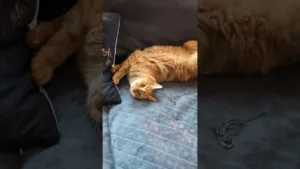 Pourquoi ce chat refuse de bouger du divan ? 🐈