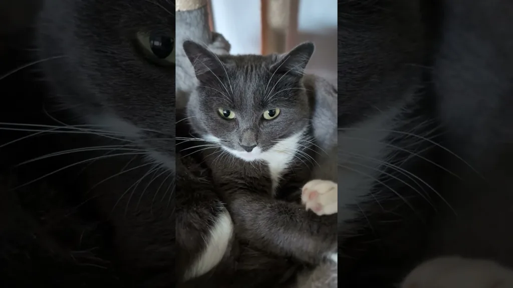 Regardez le regard mystérieux de ce chat !