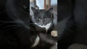 Regardez le regard mystérieux de ce chat !