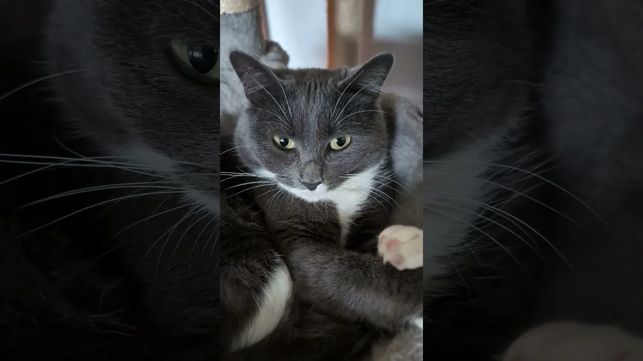 Regardez le regard mystérieux de ce chat !
