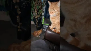Le face-à-face entre chats devient hilarant !