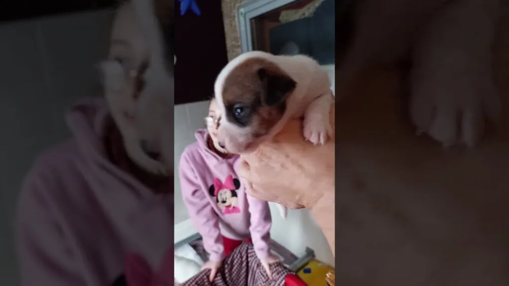 Viktor bébé Jack Russell la premiere rencontre 😍