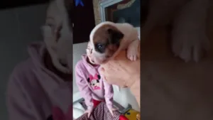 Viktor bébé Jack Russell la premiere rencontre 😍