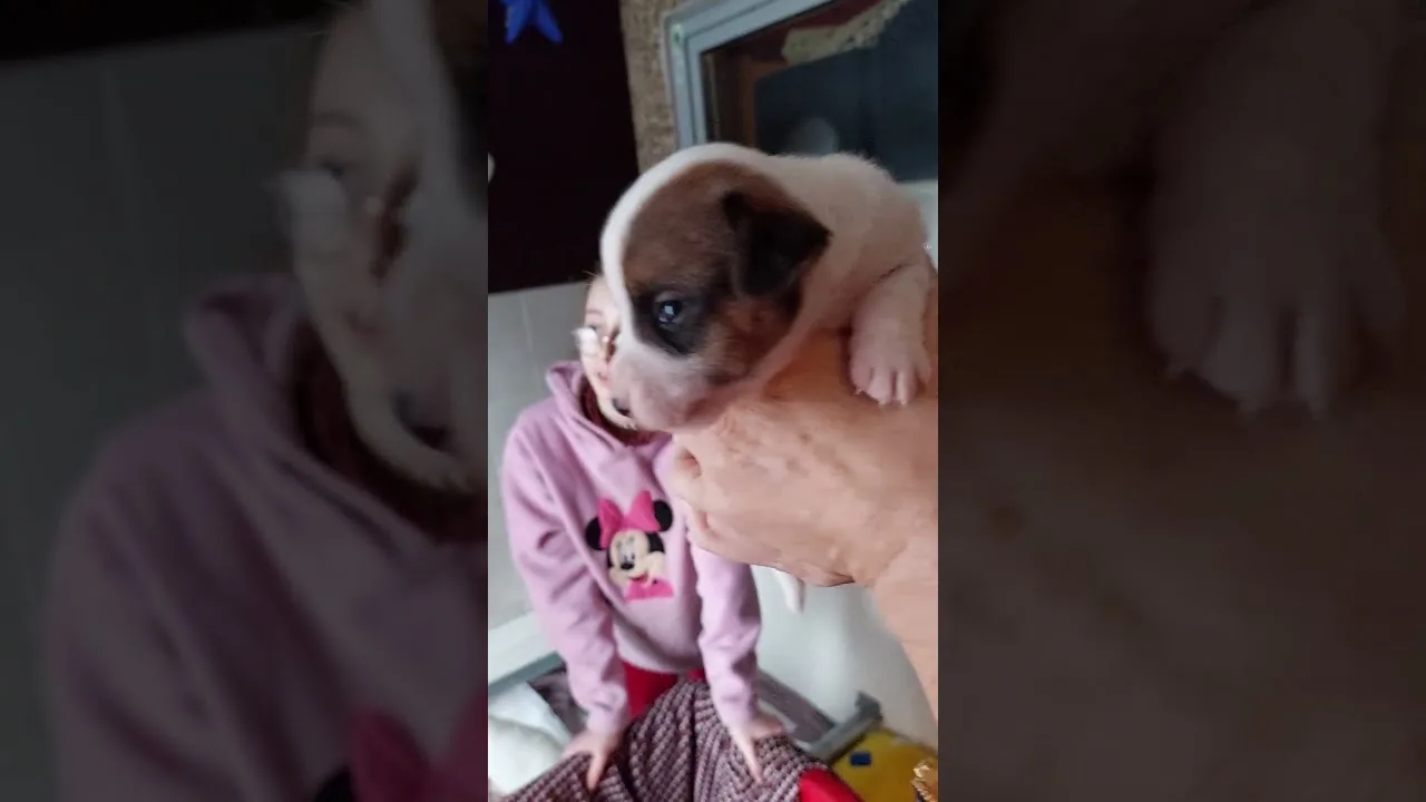 Viktor bébé Jack Russell la premiere rencontre 😍