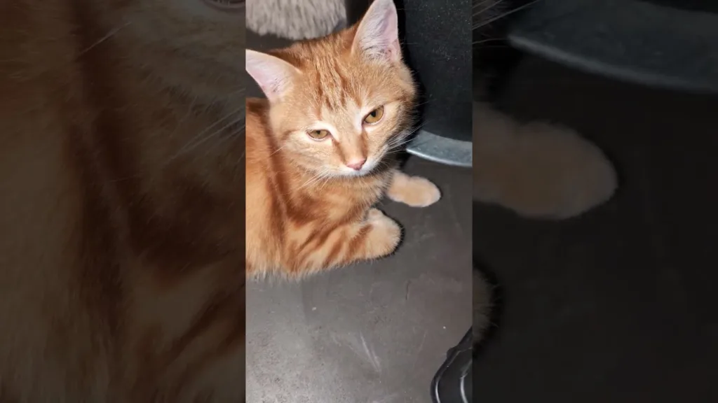 Trop Mignon ce beau chaton roux ! 😍