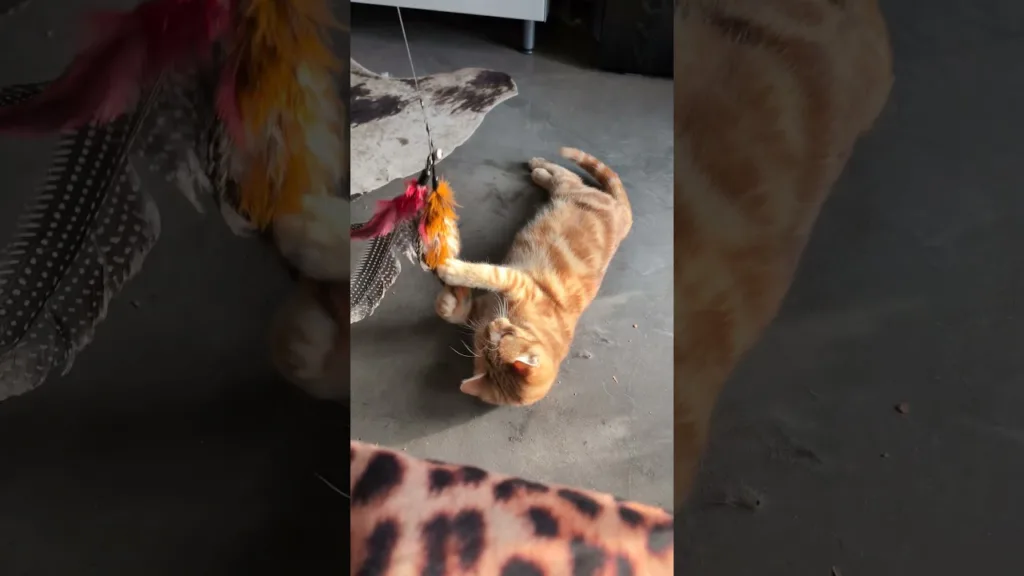 Ce chaton va vous faire rire ! 🤣