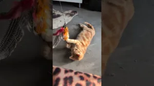 Ce chaton va vous faire rire ! 🤣