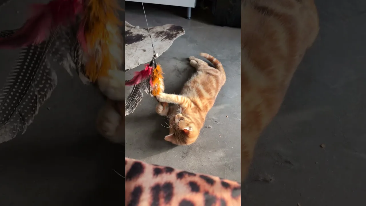 Ce chaton va vous faire rire ! 🤣