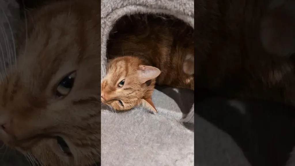 Comment un chat aime son confort ?