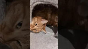 Comment un chat aime son confort ?