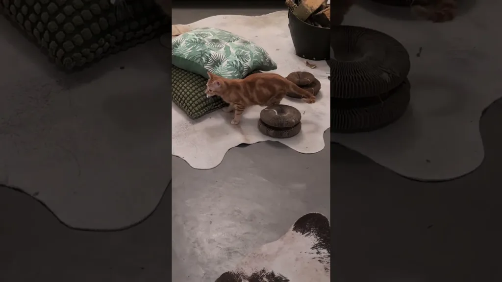 Trop Mignon ce beau chaton roux avec ça petite plume ! 😍