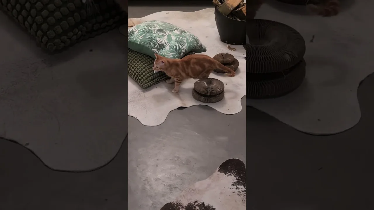 Trop Mignon ce beau chaton roux avec ça petite plume ! 😍